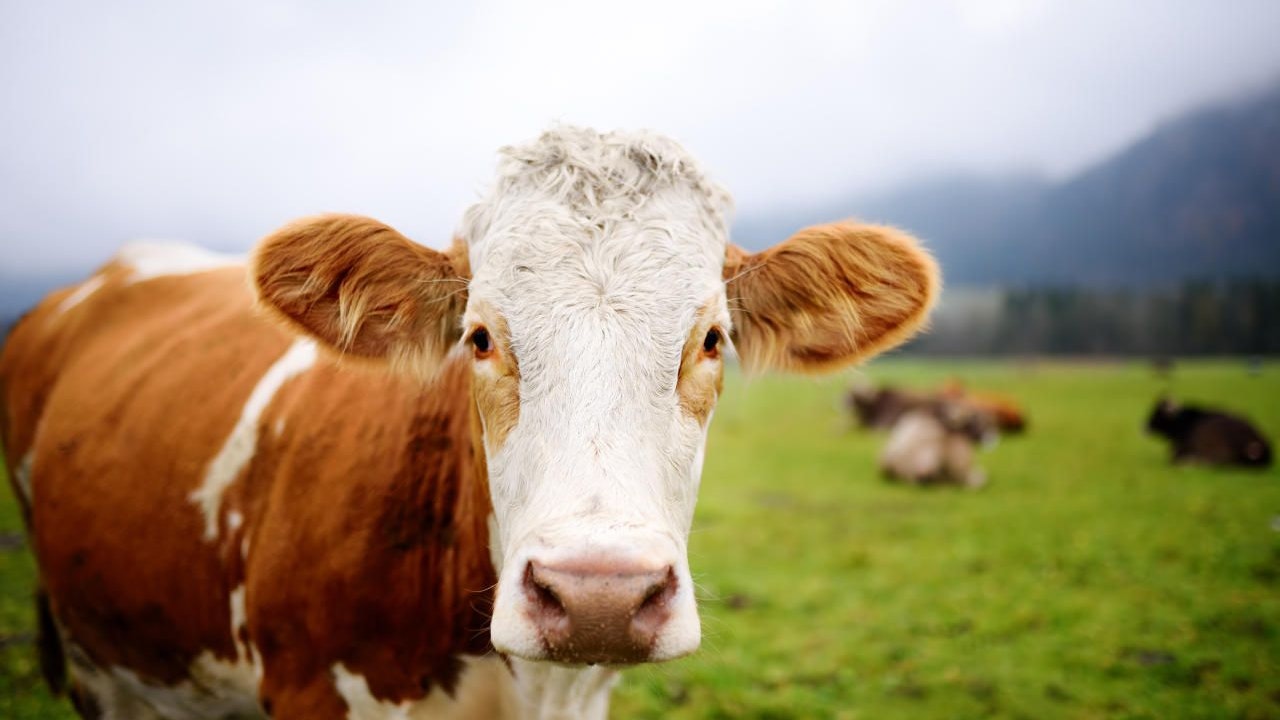 Die Kuh attackierte einen Feuerwehrmann.