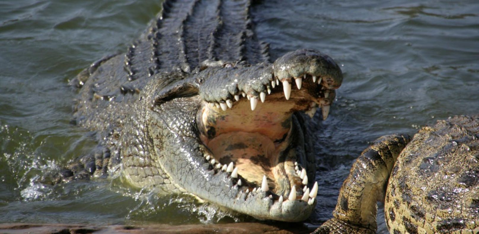 Im Magen eines toten Krokodils wurde eine medizinische Stahlplatte gefunden. 