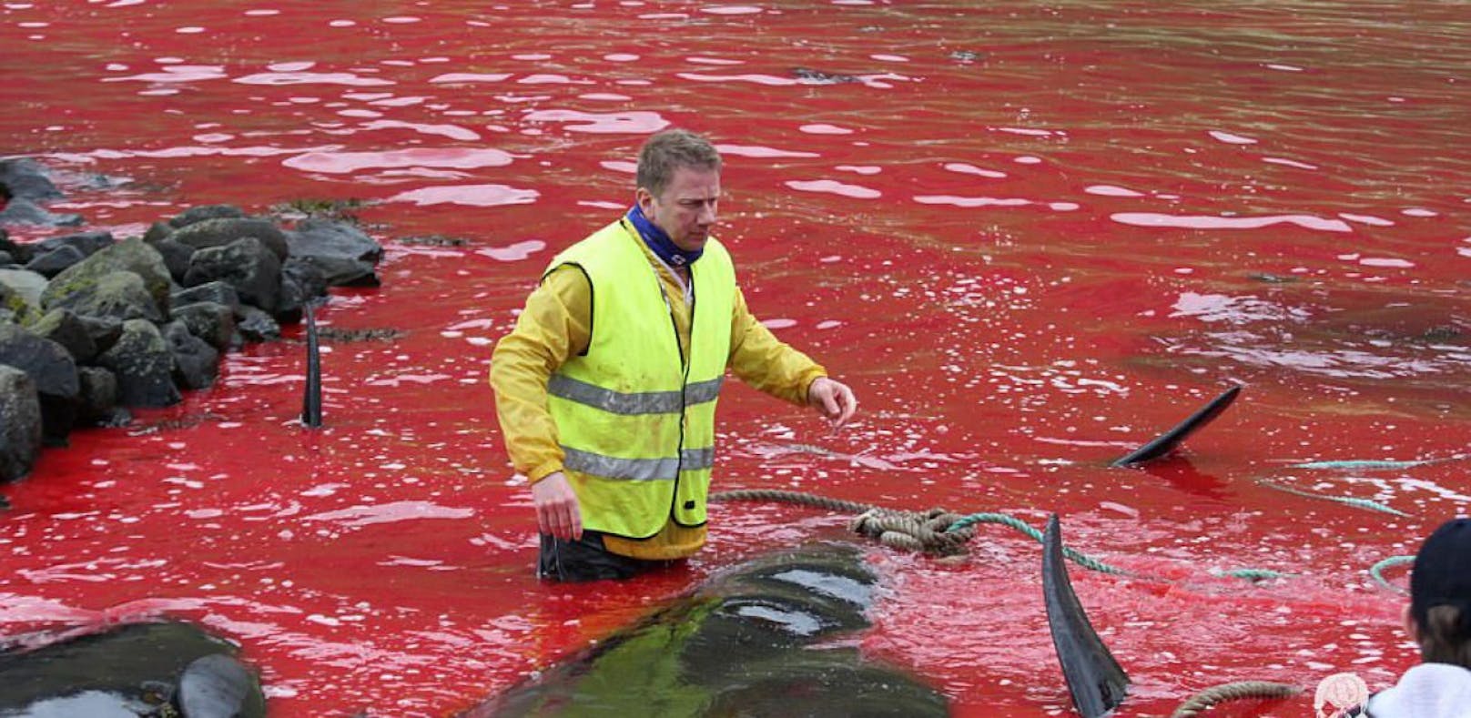 Jagd auf Wale färbt das Meer blutig rot