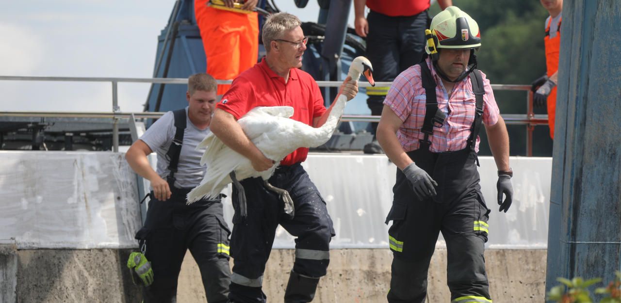 Heute.at - Gerade noch gerettet: Schwan hatte Schwein!