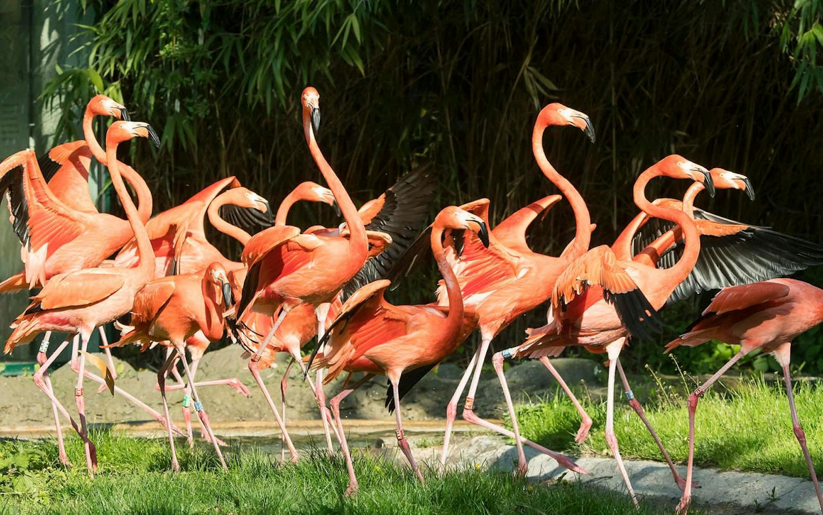 Die Roten Flamingos konnten endlich ihr Winterquartier verlassen.