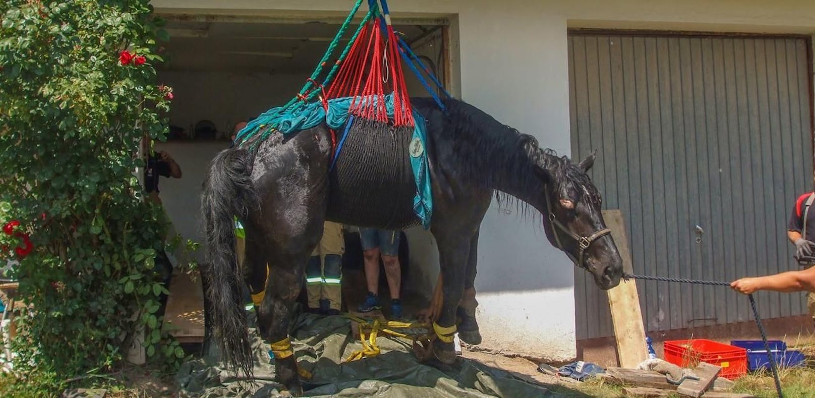 Pferd steckte in Garage fest: Mit Kran gerettet