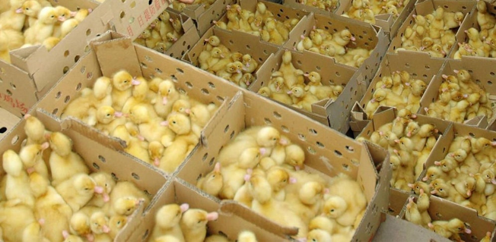 Tausende Küken wurden vergast, um sie "vom Leiden zu erlösen".