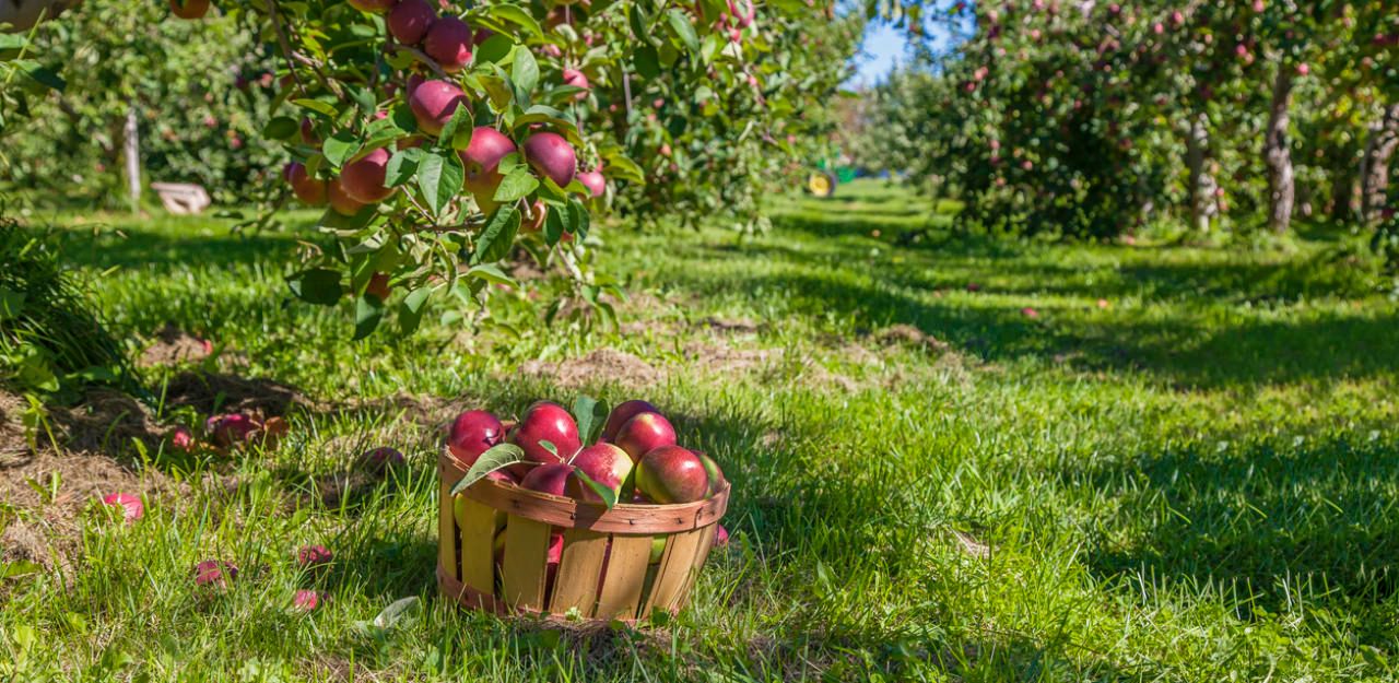 Der Unfall passierte bei einer Apfelernte in der Steiermark.