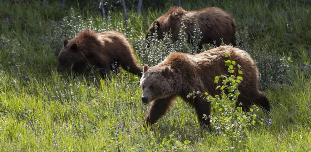 Der 18-Jährige wurde von einer Bärin und ihren beiden Jungen angegriffen.
