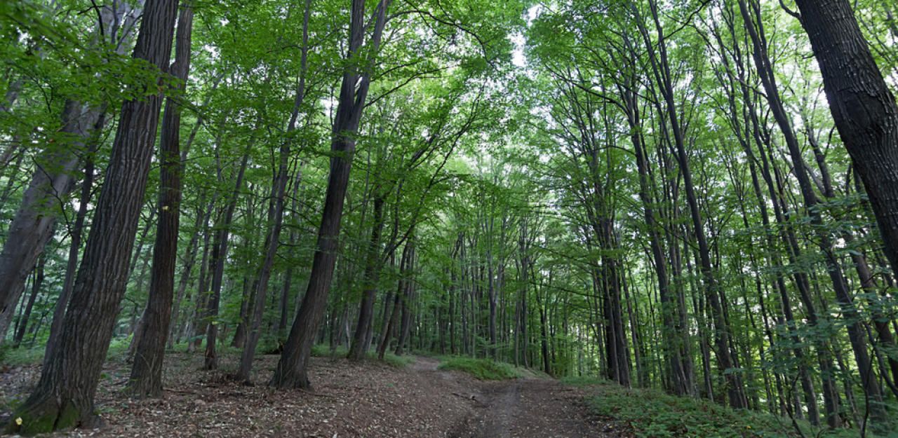 Heute.at - Urlauberkinder aus Wald in Österreich gerettet