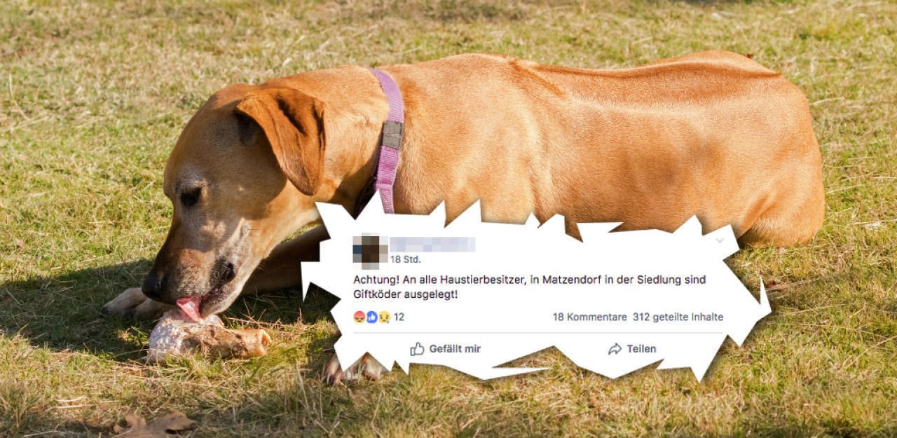 Heute.at - Hundehasser verteilten Würste mit Rattengift