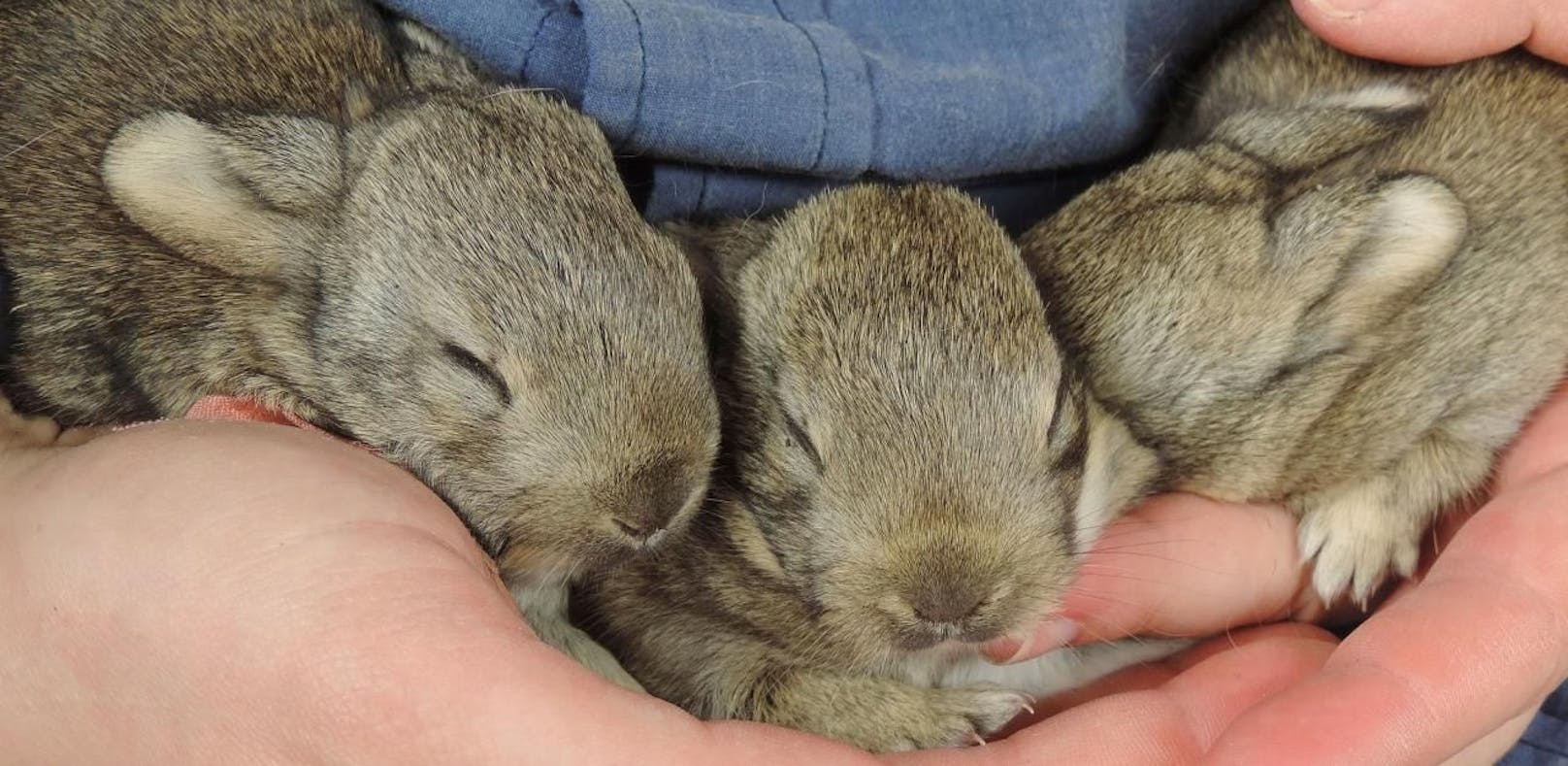 Drei Kaninchen-Babys vor dem Tod gerettet