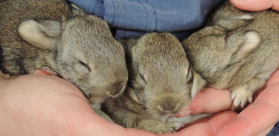 Drei Wildkaninchen wurden in ihrem Bau verschüttet.