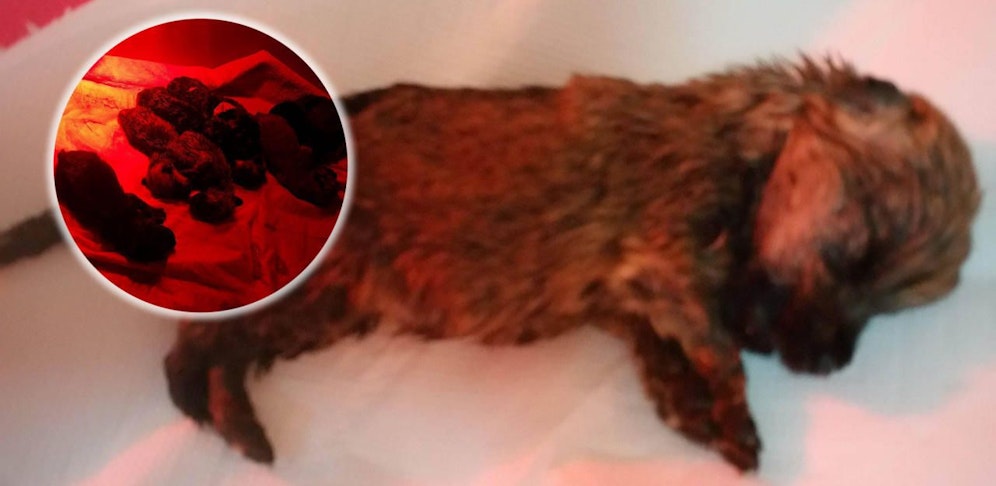 Der Kleine starb am Montagvormittag.