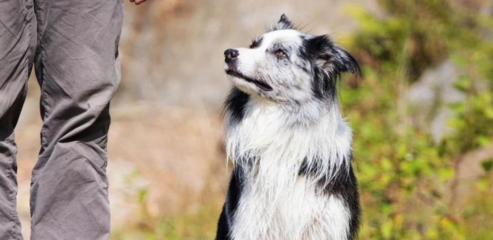 Der Hund wurde aus nächster Nähe angeschossen.
