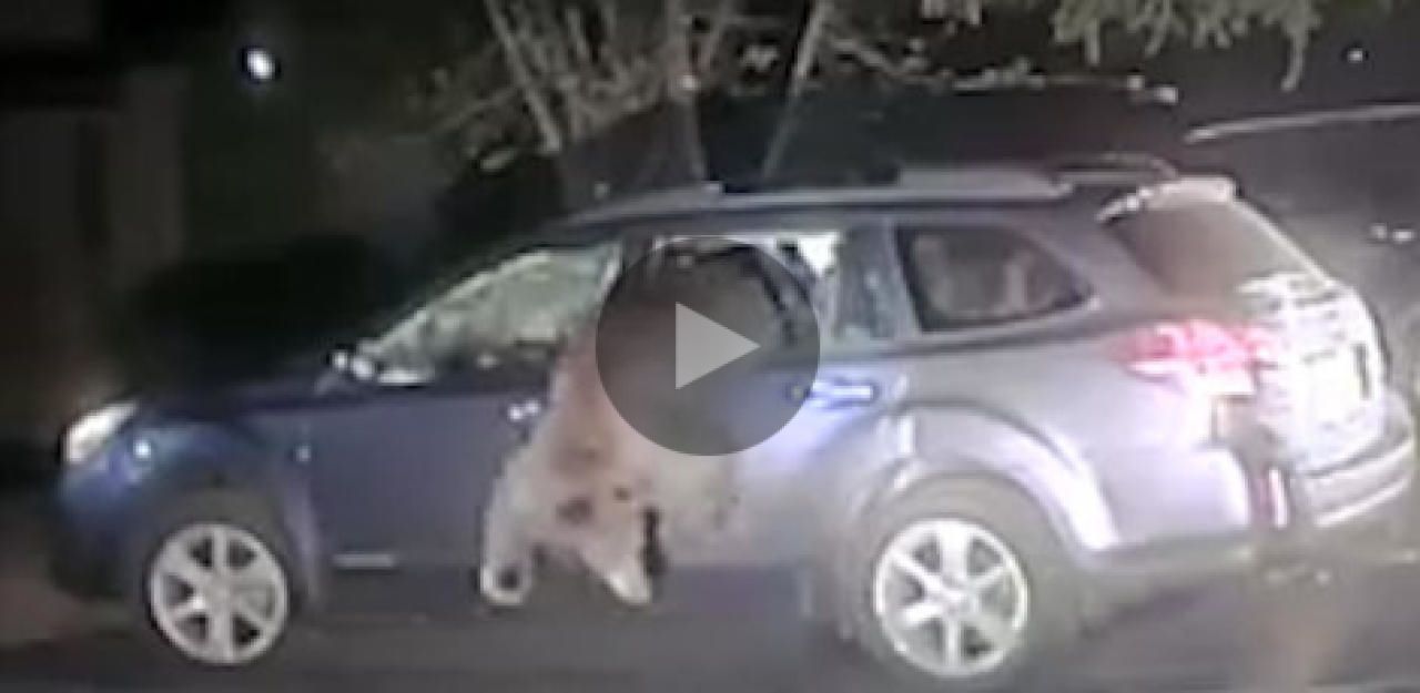 Heute.at - Polizist befreit wütenden Bären aus Auto