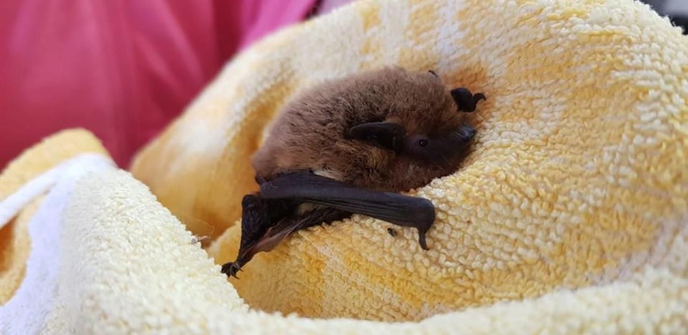 Mit einer Decke wurde die Fledermaus gewärmt.
