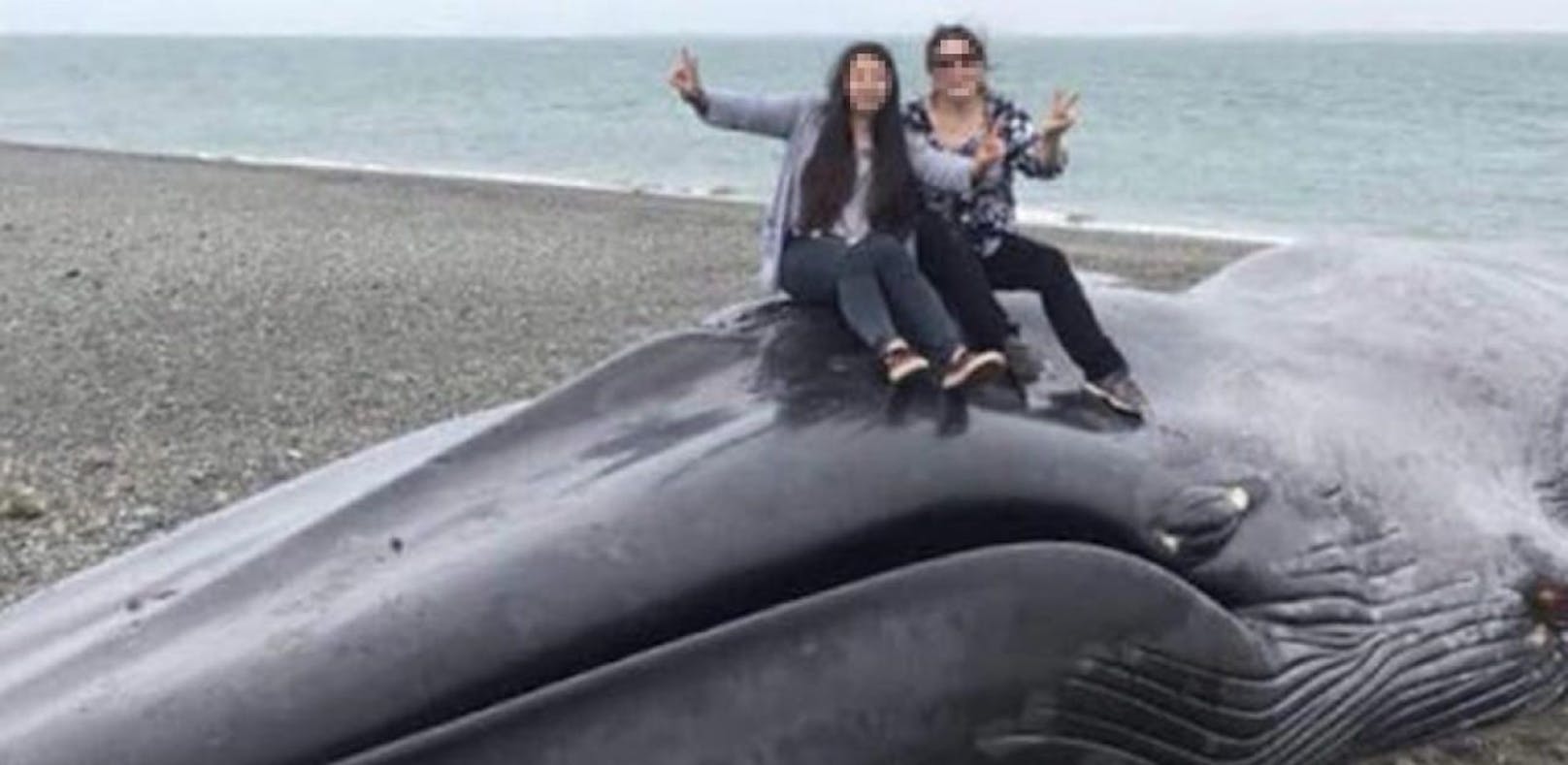 Touristen schänden gestrandeten Wal