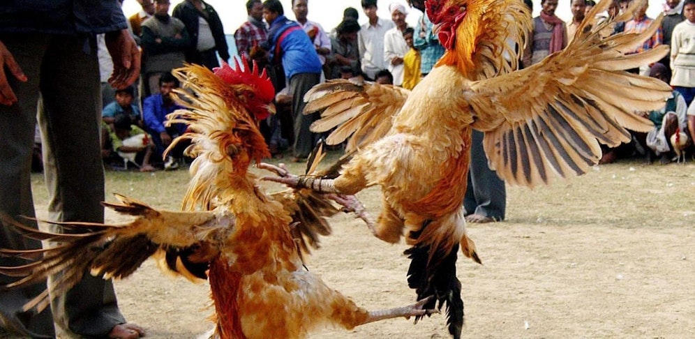 Der Zuseher wurde von einem Hahn angegriffen - er starb.