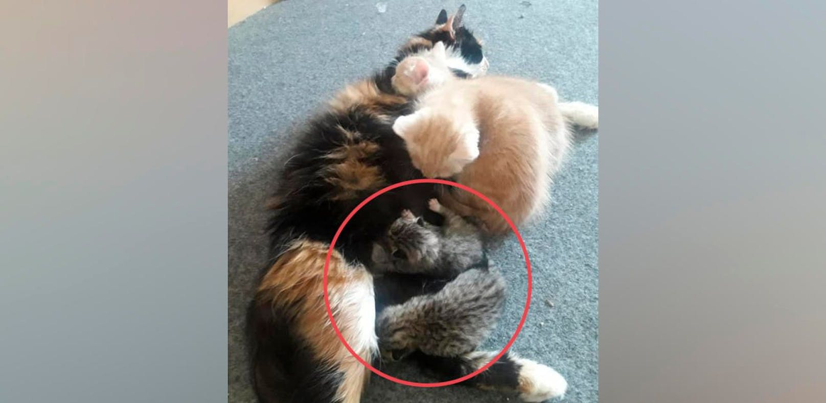 Katzenmama Trixi hat die beiden Winzlinge &quot;adoptiert&quot;. 