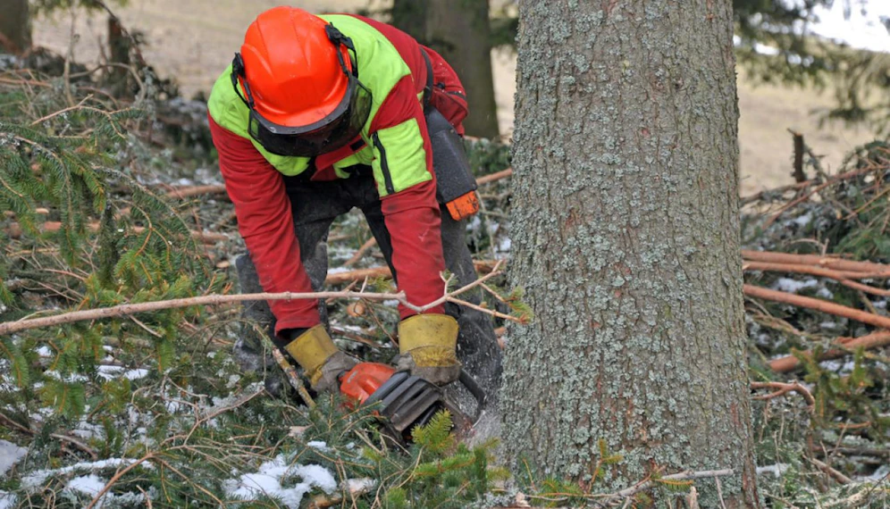 Der 53-Jährige wurde von einem umstürzenden Baum am Kopf getroffen