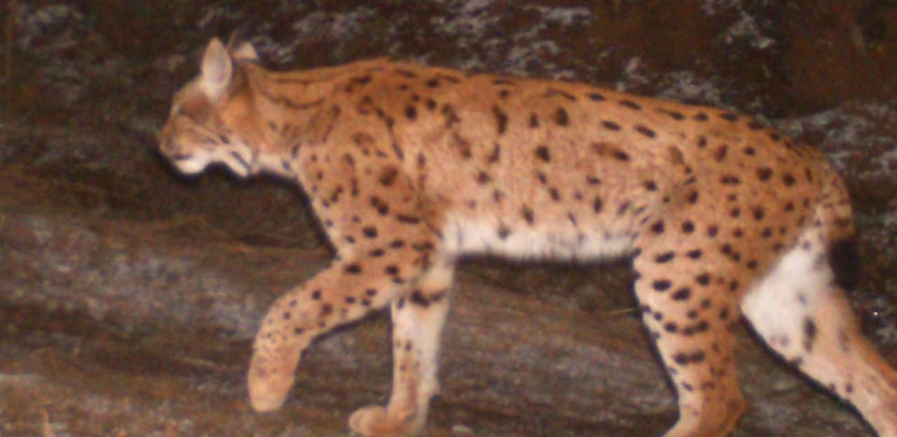 "Alus" war nicht zum Abschuss freigegeben, wurde aber trotzdem getötet.