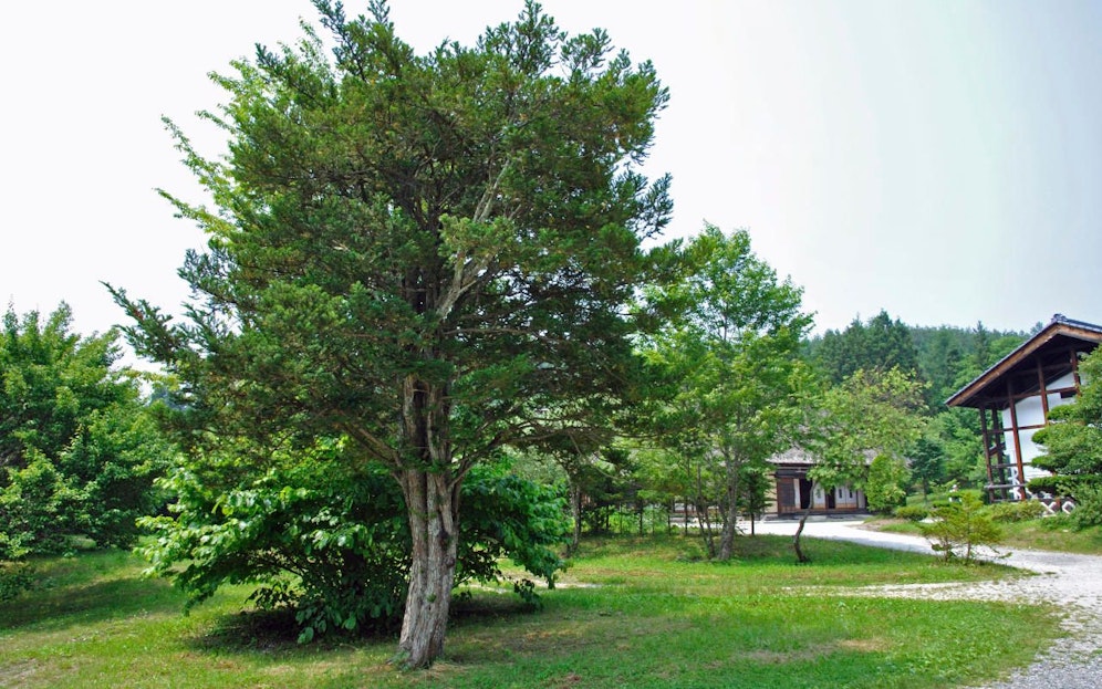 Der Bursche saß monatelang tot in einer Eibe. Credit: iStock.