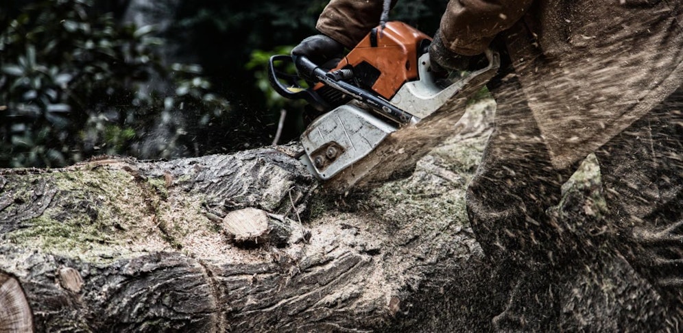 Der 66-Jährige wurde von einem Baum am Kopf getroffen, starb noch an der Unfallstelle