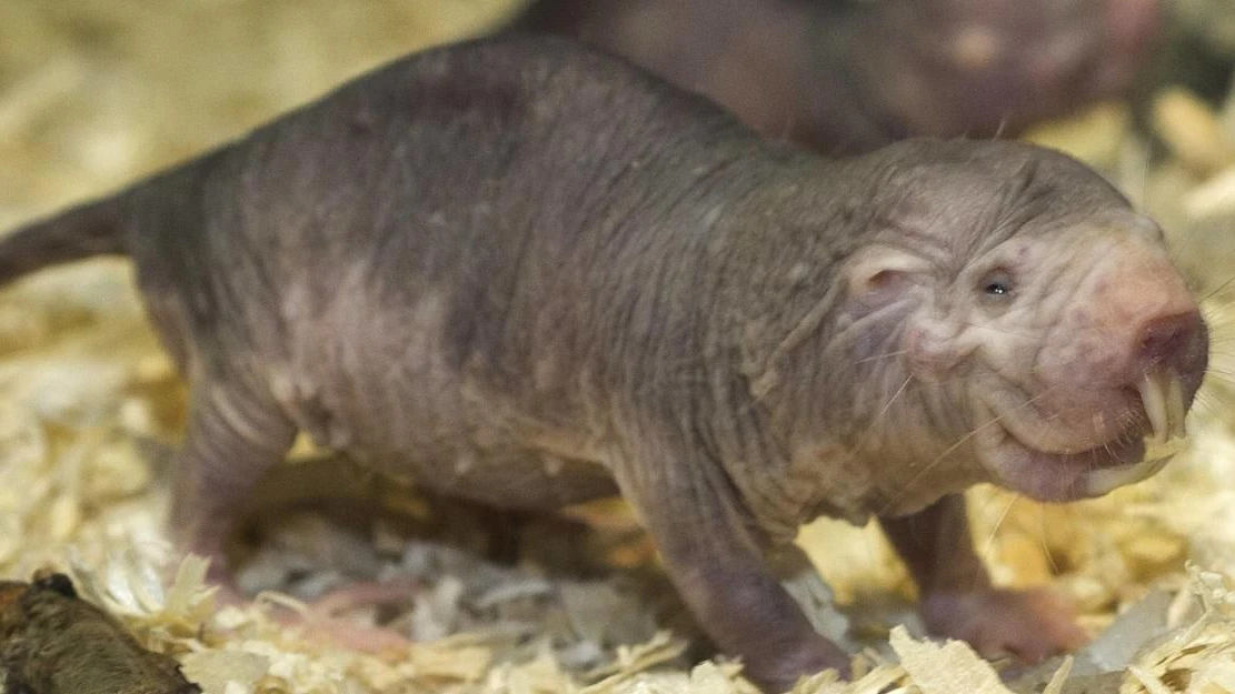Gut, gut - wir geben zu: Es gibt tatsächlich hübschere Tiere als den Nackmull.