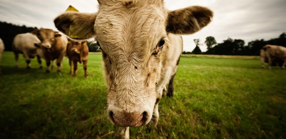 Erneut gab es eine Rinder-Attacke  diesmal zum Glück nicht mit tödlichem Ausgang.