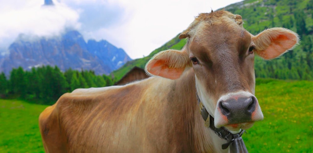 Milchbauern beziehen Stellung gegen Glyphosat. (Symbolbild)