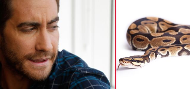Heute.at - Gyllenhaal erlebt Schlangen-Schock am Set