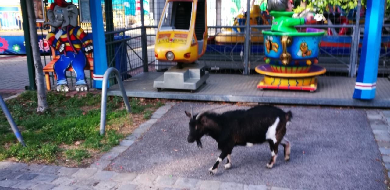 Heute.at - Ziege stöckelt durch den Böhmischen Prater