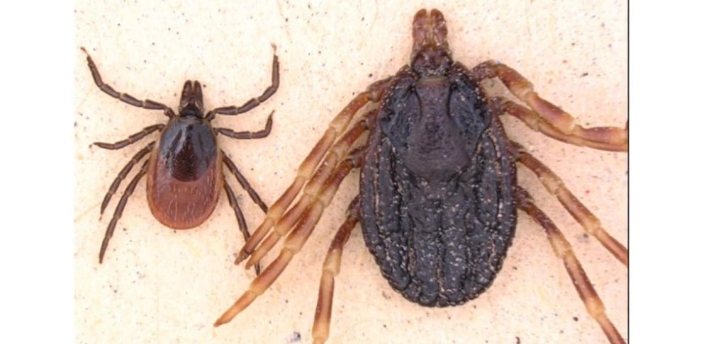 Die einheimische Zecke vs. tropische Zecke (Hyalomma marginatum)
