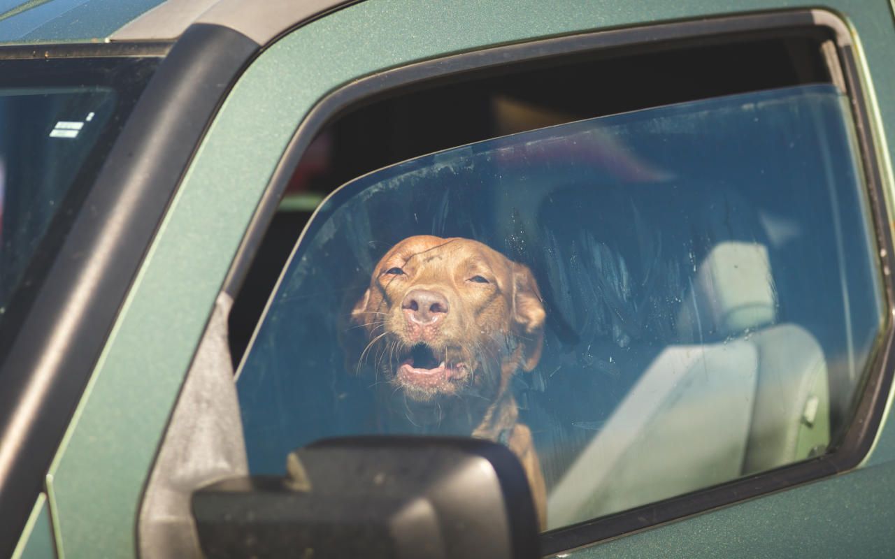Autos werden im Sommer zu Todesfallen, leicht geöffnete Fenster helfen nicht.