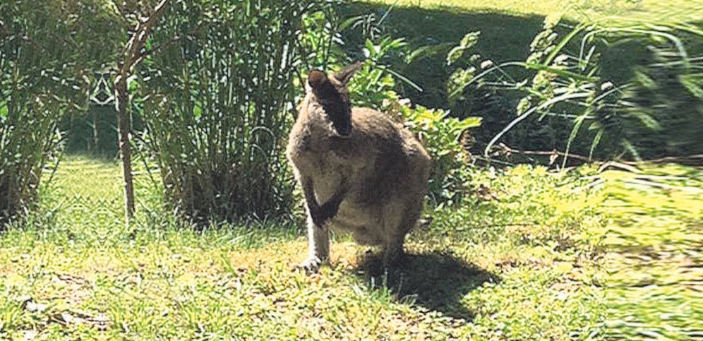 Die Polizei sucht im Grenzgebiet nach dem Känguru.