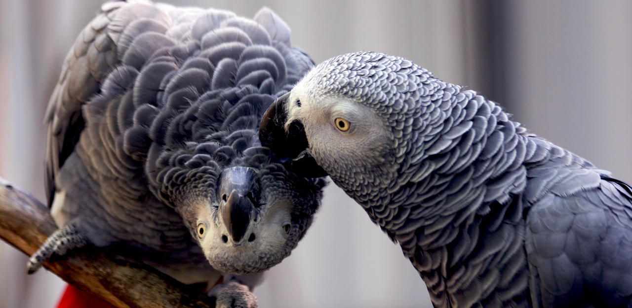 Selbstlos und hilfsbereit sind Papageien, fanden Forscher heraus. Damit sie sich rundum wohlfühlen, müssen Wiener Exoten-Halter ab sofort einen Sachkunde-Nachweis erbringen.