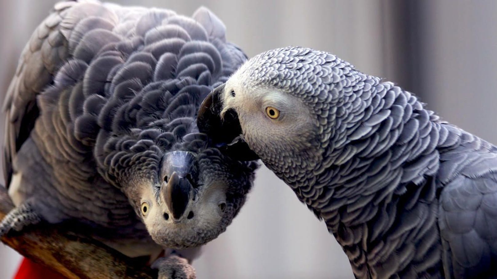 Selbstlos und hilfsbereit sind Papageien, fanden Forscher heraus. Damit sie sich rundum wohlfühlen, müssen Wiener Exoten-Halter ab sofort einen Sachkunde-Nachweis erbringen.