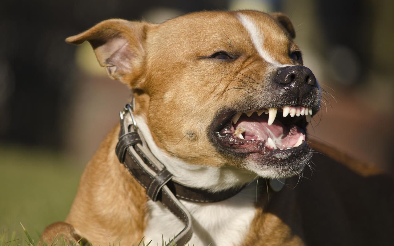 Ein Hund biss in Schwanenstadt einem Zehnjährigen mitten ins Gesicht. (Symbolfoto)