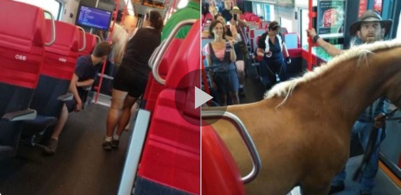 Heute.at - Das hat es mit dem Pferd im ÖBB-Zug auf sich