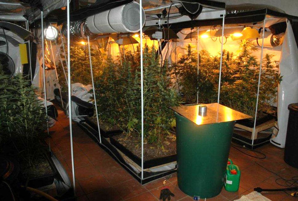 So könnte eine illegale Indoor-Plantage aussehen – ähnlich wurde auch im Weinviertel gezüchtet.