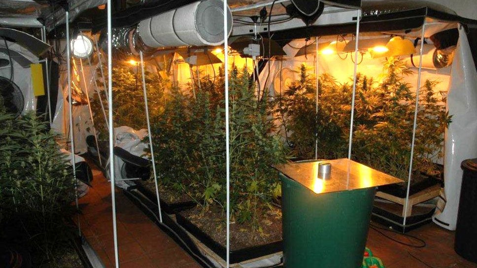 Heute.at - Gras-Plantage neben Friedhof – Trio muss ins Gefängnis