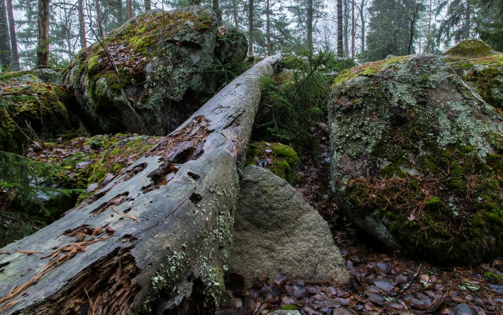 Ein umgestürzter Baumstamm im Wald (Symbolfoto)