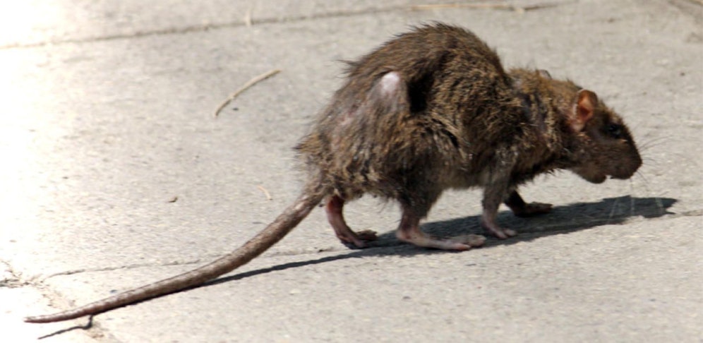 Ein ganzes Rudel Ratten soll über die 14-Jährige hergefallen sein.