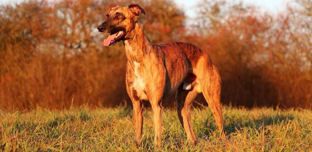 Anzeige gegen die Haltung von zwei Hunden im Bezirk Gänserndorf.