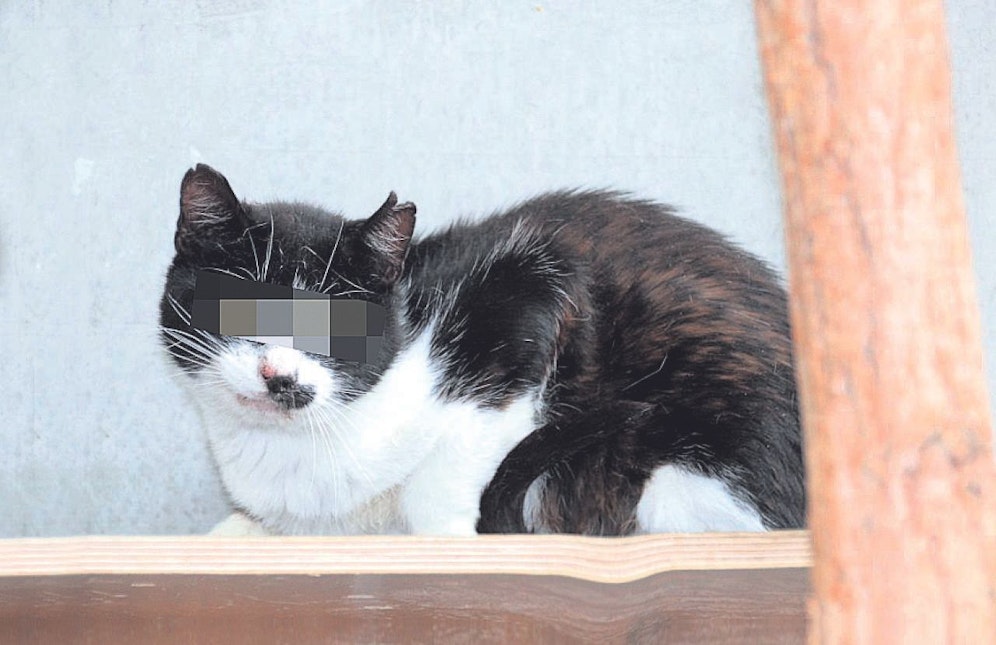 "Heute" schirmt Katzen-Infos gut ab 