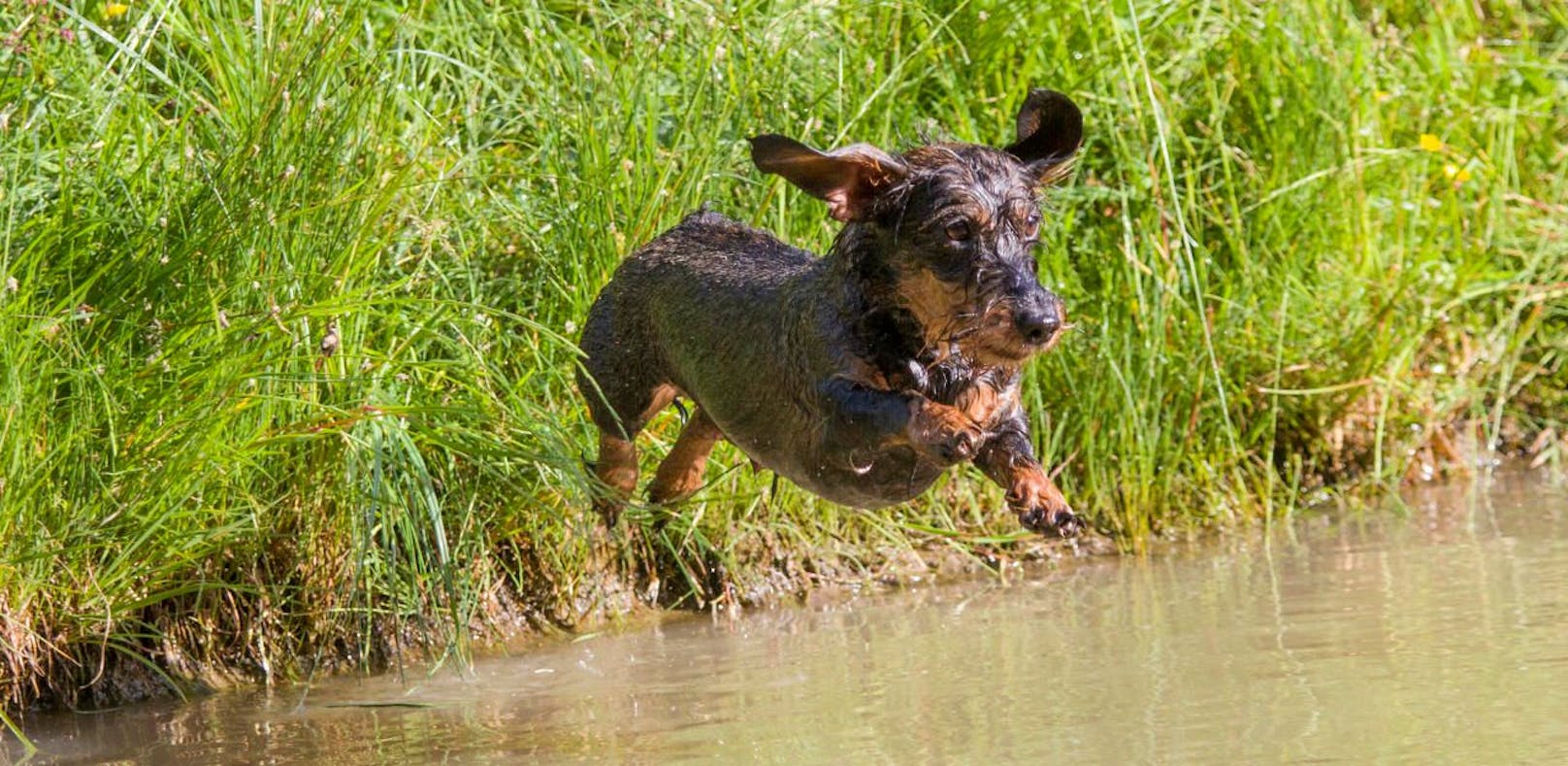 Hunde sollten nur in klare Gewässer ohne Schlierenbildung gelassen werden.