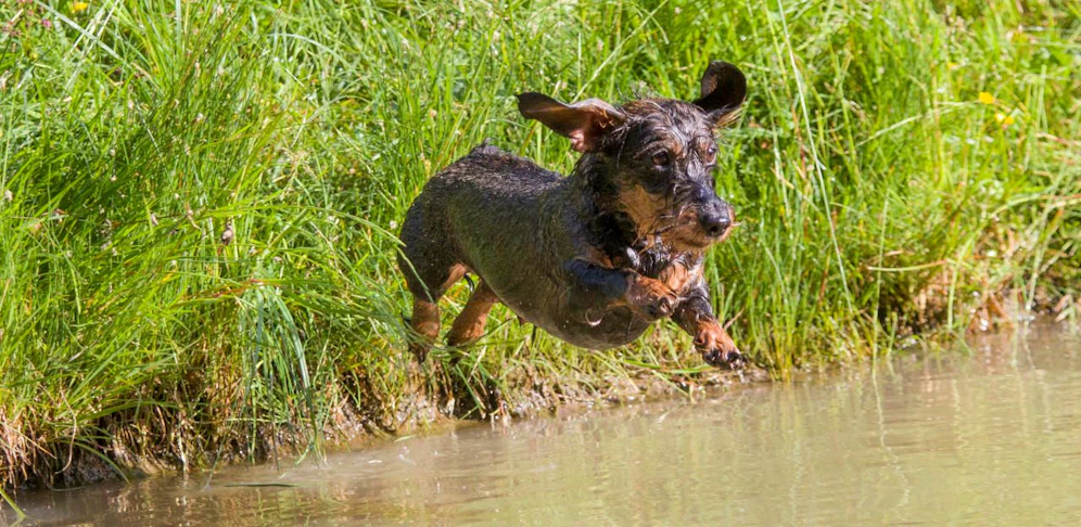 Hunde sollten nur in klare Gewässer ohne Schlierenbildung gelassen werden.