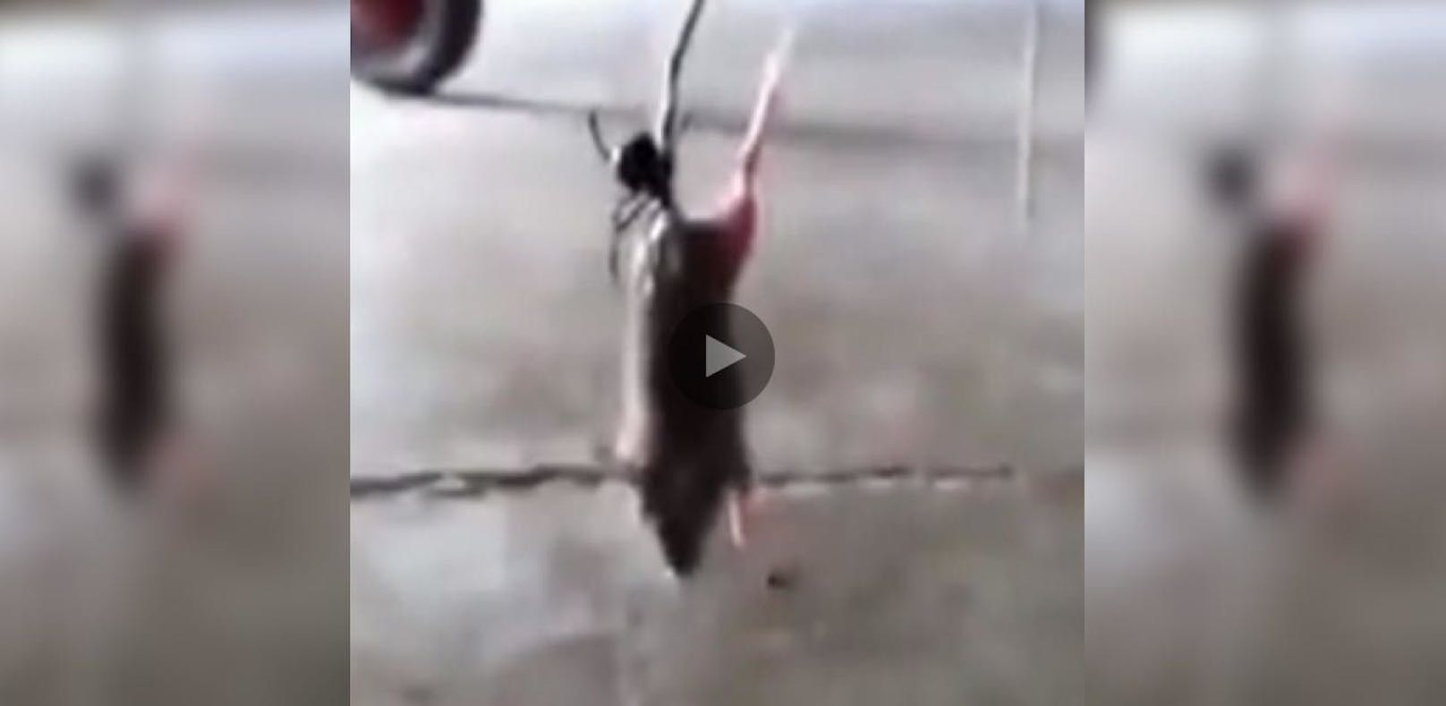 Video: Ratte verfängt sich in Netz einer Todes-Spinne