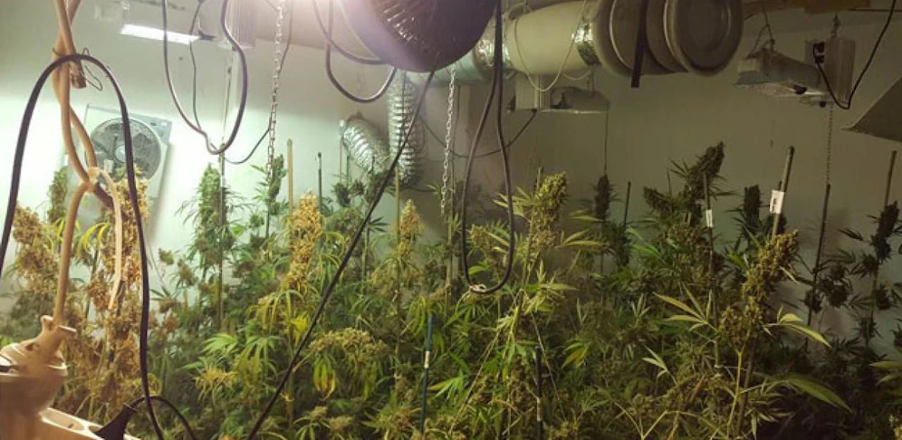 Der Mann hatte eine eigene Wohnung eigens für die Cannabis-Anlage gemietet. (Archiv)