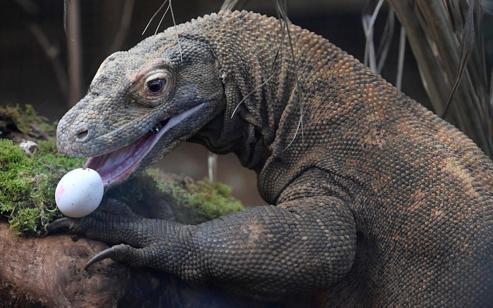 Die "Drachen" brauchen eine Pause vom Touristenrummel. 