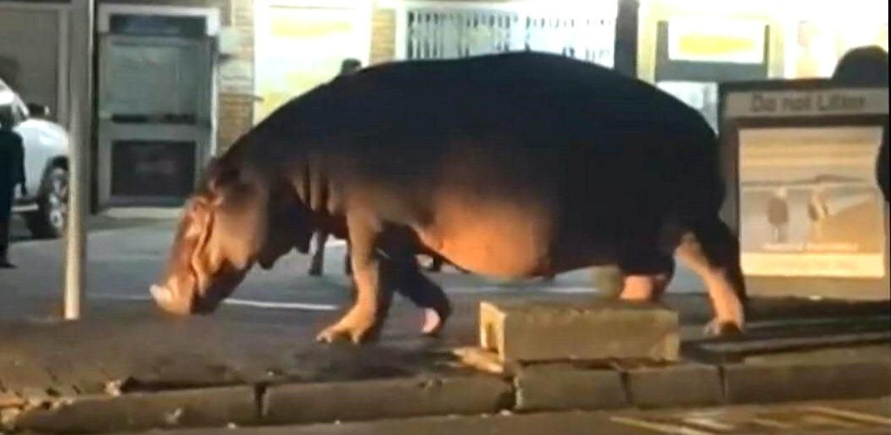 Und plötzlich steht ein Nilpferd auf der Straße - Inhalte | heute.at