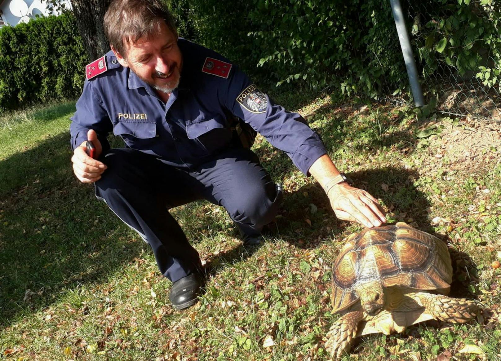 Die Schildkröte wurde von der Polizei in Sicherheit gebracht..