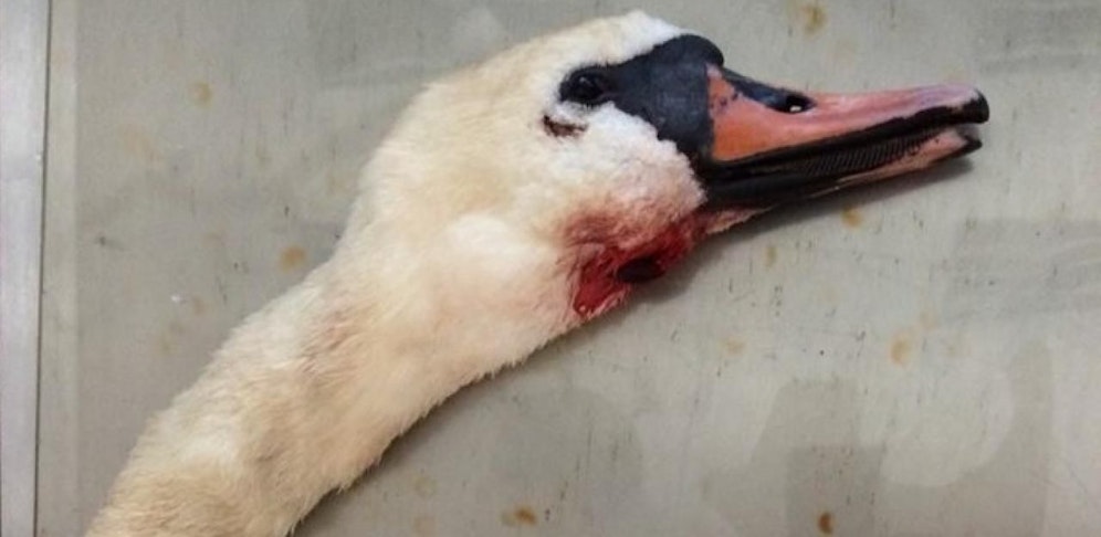 Für den Schwan kam jede Hilfe zu spät, der Tierarzt konnte nicht mehr helfen.
